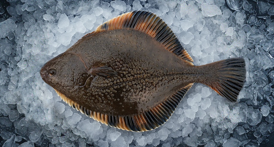 Halit Fish Products